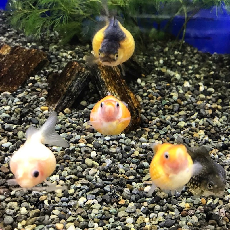 ペットプラザ 高槻城西店 大阪府高槻市城西町 ペットショップ グルコミ