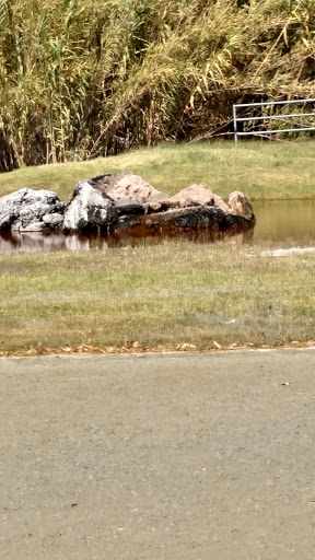 Tourist Attraction «Old Faithful Geyser of California», reviews and photos, 1299 Tubbs Ln, Calistoga, CA 94515, USA