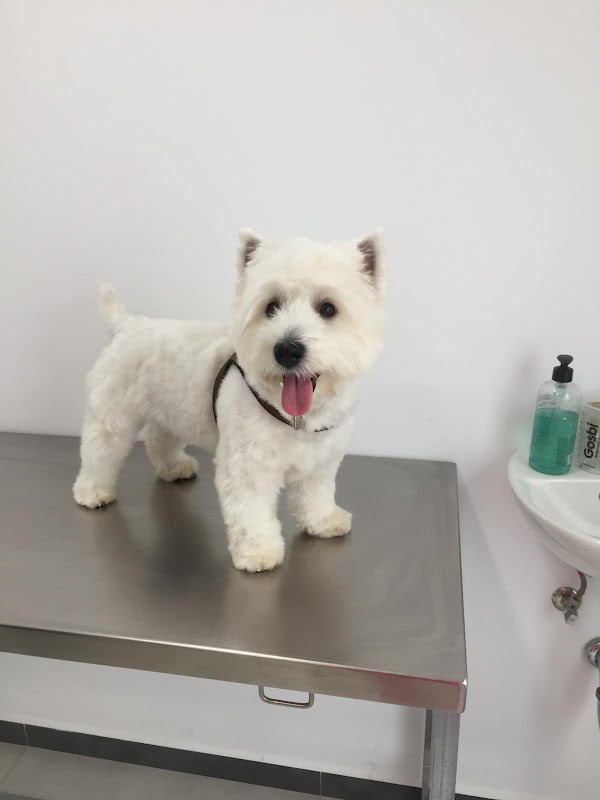 Imagen de Clínica Veterinaria El Palmar (3 de 10)