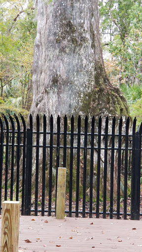 Park «Big Tree Park», reviews and photos, 761 General Hutchison Pkwy, Longwood, FL 32750, USA