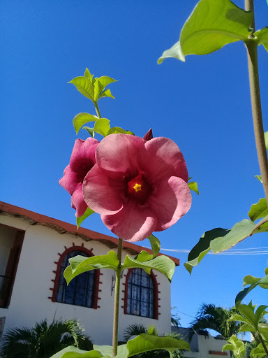 Florerías en La Peñita de Jaltemba, Nayarit: Entrega a Domicilio y Servicio 24 Horas