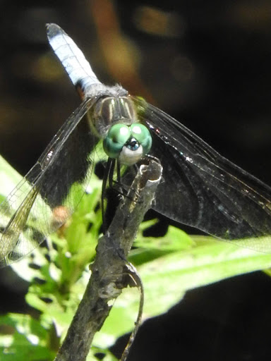 Museum «The Old Manse», reviews and photos, 269 Monument St, Concord, MA 01742, USA