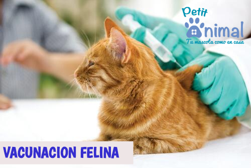Veterinaria a domiclio Petit Animal - Puente Alto