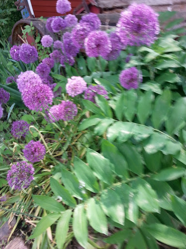 Grocery Store «Shoreless Acres General Store», reviews and photos, 5006 E Lake Rd, Livonia, NY 14487, USA