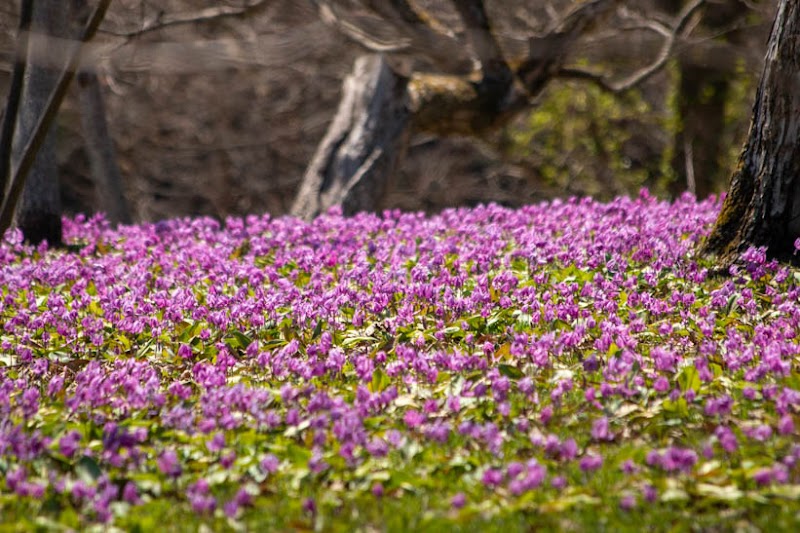 八津・鎌足のカタクリの群生地