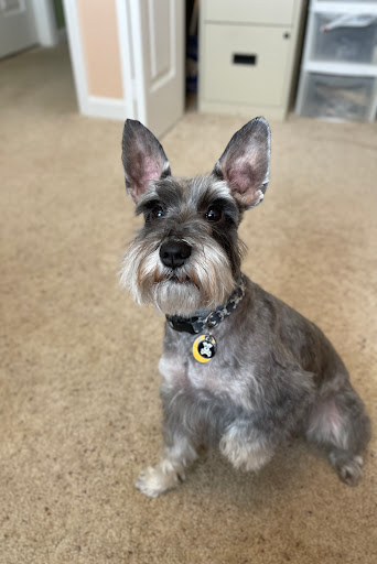 Pet Supply Store «PetSmart», reviews and photos, 1020 Veterans Pkwy #900, Clarksville, IN 47129, USA