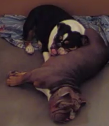 Pet Supply Store «PetSmart», reviews and photos, 12483 Limonite Ave, Mira Loma, CA 91752, USA