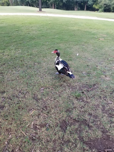 Public Golf Course «Landa Park Golf Course at Comal Springs», reviews and photos, 180 Golf Course Rd, New Braunfels, TX 78130, USA