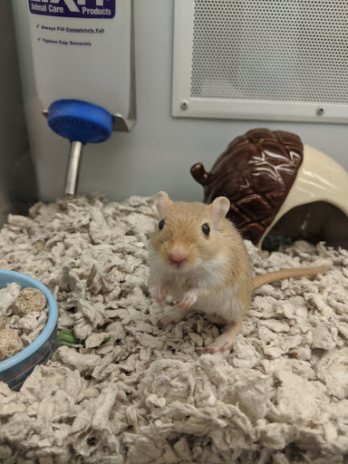 Pet Supply Store «Petco Animal Supplies», reviews and photos, 9230 Old Keene Mill Rd b, Burke, VA 22015, USA