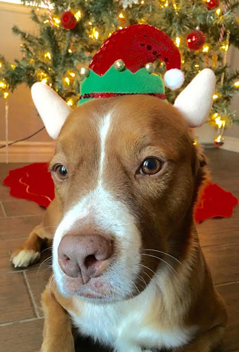 Pet Supply Store «Pet Supreme», reviews and photos, 12823 Foothill Blvd, Sylmar, CA 91342, USA