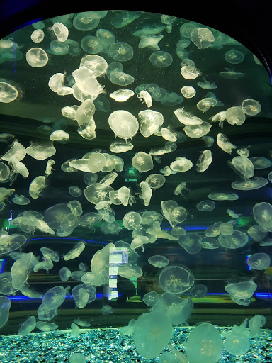 Tourist Attraction «OdySea Mirror Maze», reviews and photos, 9500 East Vía de Ventura #200, Scottsdale, AZ 85256, USA