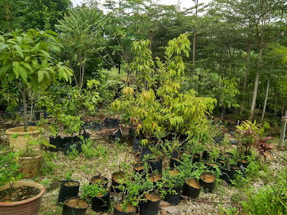 Semaian Tumbuhan Borong