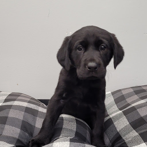 Pet Store «PV Pets», reviews and photos, 233 S Broadway, Pennsville, NJ 08070, USA