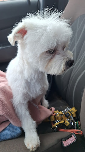 Opiniones de Fabian peluqueria canina en Coquimbo - Peluquería