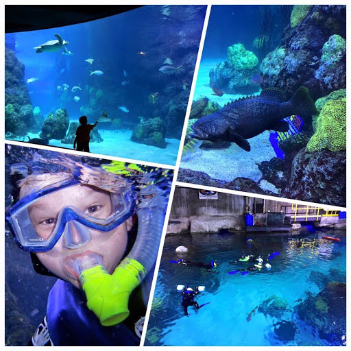 Dive Shop «A-1 Scuba & Travel Aquatic Center», reviews and photos, 1603 W Belleview Ave, Littleton, CO 80120, USA