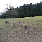Photo n°1 de l'avis de Melanie.� fait le 10/12/2020 à 17:32 sur le  Reminihof Inh. Wilfried Kopf à Schuttertal