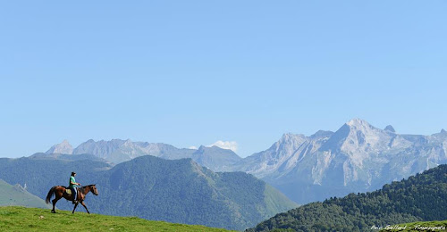 les chevaux du Benou à bilhères en Ossau