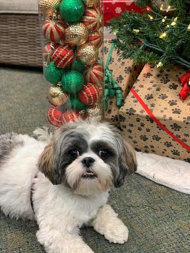 Pet Supply Store «The Natural Pet Enrichment Center», reviews and photos, 6720 Royalton Rd, North Royalton, OH 44133, USA