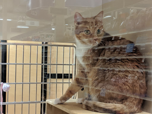 Pet Supply Store «PetSmart», reviews and photos, 2865 Oak Valley Dr, Ann Arbor, MI 48103, USA