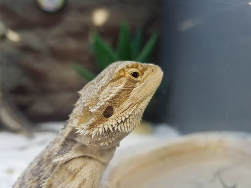 Pet Supply Store «Petco Animal Supplies», reviews and photos, 304 Western Ave, Brighton, MA 02135, USA