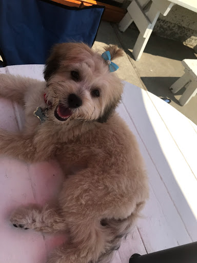 Pet Supply Store «Petco Animal Supplies», reviews and photos, 2005 Crow Canyon Pl, San Ramon, CA 94583, USA