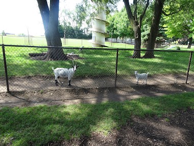 The Goats At Endres Manufacturing