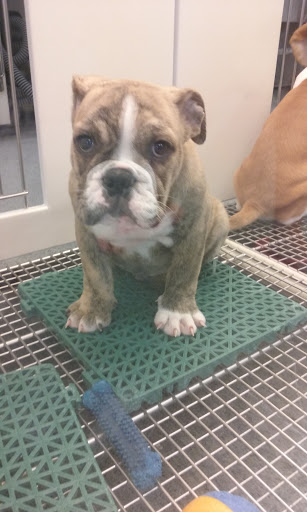 Pet Store «Petland», reviews and photos, 5470 Dixie Hwy, Fairfield, OH 45014, USA