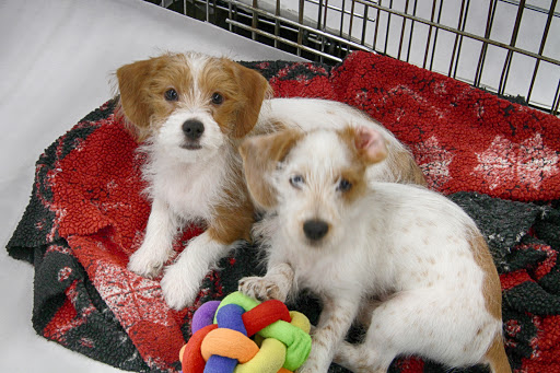 Pet Store «Pet World - Auburndale», reviews and photos, 3637 Havendale Blvd, Auburndale, FL 33823, USA