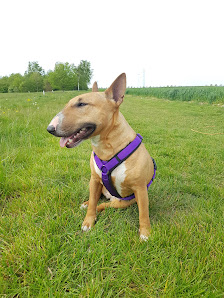 Bulls And Friends - Hundebedarf - Danica Jovanoski Am Grünen Weg 12, 41564 Kaarst, Deutschland