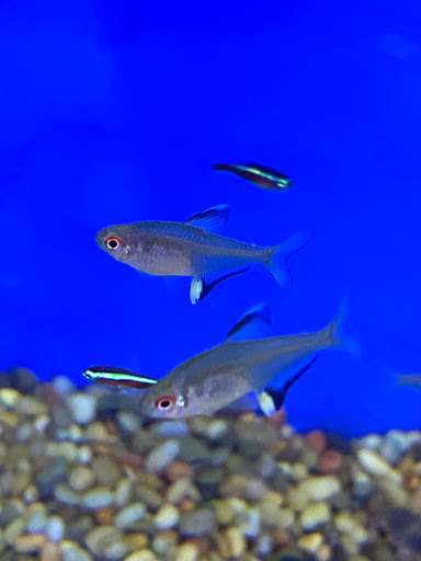 Pet Store «Woofs & Waves», reviews and photos, 5426 Arrowhead Pkwy E, Sioux Falls, SD 57110, USA