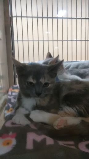 Pet Supply Store «PetSmart», reviews and photos, 79375 CA-111, La Quinta, CA 92253, USA