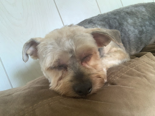 Pet Supply Store «PetSmart», reviews and photos, 7260 Orchard Lake Rd, West Bloomfield Township, MI 48322, USA