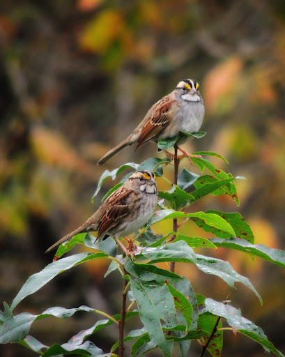 Nature Preserve «Ashland Nature Center of Delaware Nature Society», reviews and photos, 3511 Barley Mill Rd, Hockessin, DE 19707, USA