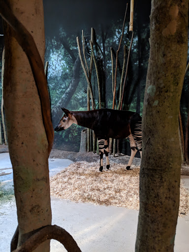 Zoo «Habitat Africa! The Forest», reviews and photos, 3300 Golf Rd, Brookfield, IL 60513, USA