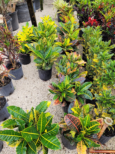 Wholesale Plant Nursery «Galloway Farm Nursery Inc.», reviews and photos, 7790 SW 87th Ave, Miami, FL 33173, USA