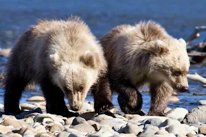 Alaska Bear Adventures image