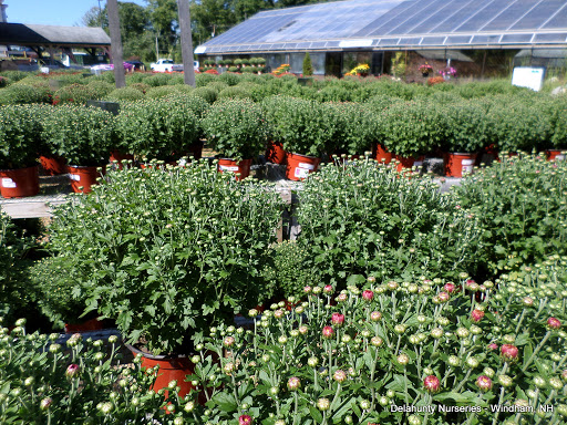 Garden Center «Delahunty Nurseries & Florist», reviews and photos, 41 Range Rd, Windham, NH 03087, USA