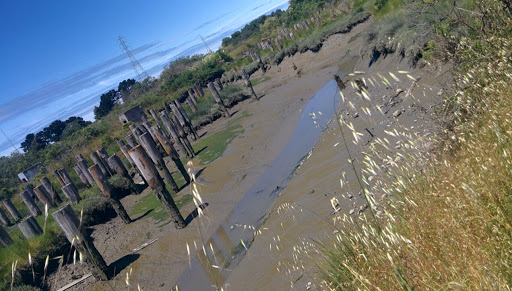 Bird Watching Area «Arcata Marsh Interpretive Center», reviews and photos, 569 S G St, Arcata, CA 95521, USA