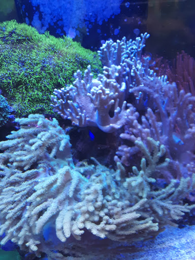 Pet Store «The Pet Zone», reviews and photos, 20 W Oak St, Pittston, PA 18640, USA