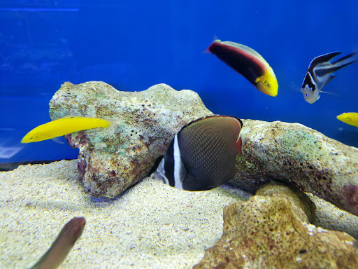 BluReef Aquarium image 7