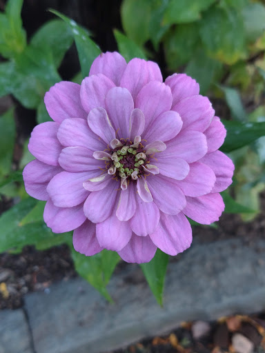 Market «Westville Quality Market», reviews and photos, 243 Alden Ave, New Haven, CT 06515, USA