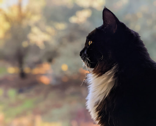 Pet Supply Store «Incredible Pets», reviews and photos, 4005 Manzanita Ave # 41, Carmichael, CA 95608, USA