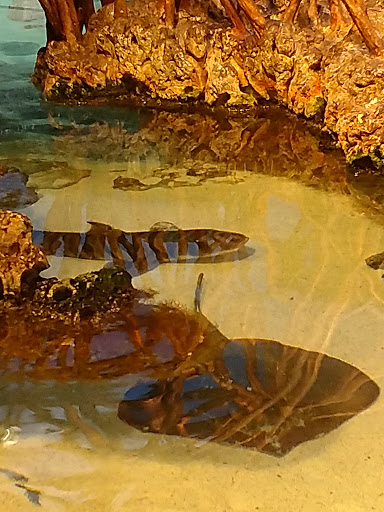 Aquarium «New England Aquarium», reviews and photos, 1 Central Wharf, Boston, MA 02110, USA