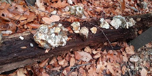 Nature Preserve «Mianus River Gorge Preserve», reviews and photos, 167 Mianus River Rd, Bedford, NY 10506, USA