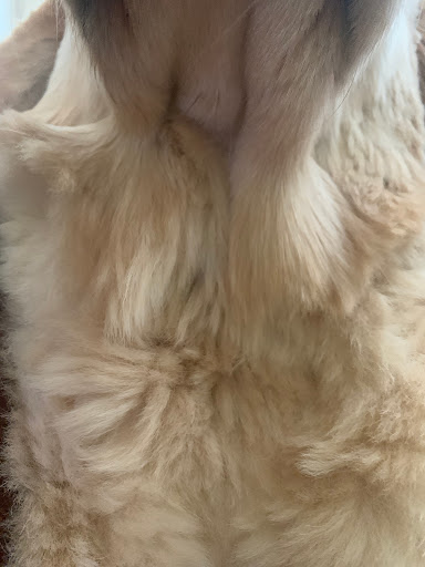 Pet Supply Store «PetSmart», reviews and photos, 8695 Park Meadows Center Dr, Lone Tree, CO 80124, USA