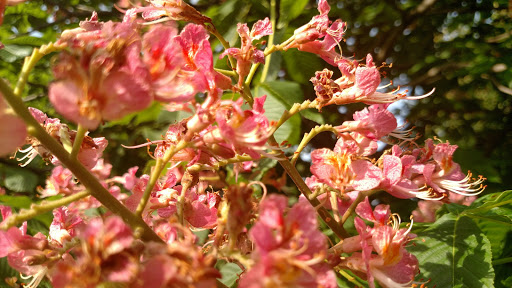 Park «Jefferson Park», reviews and photos, 4822 N Long Ave, Chicago, IL 60630, USA