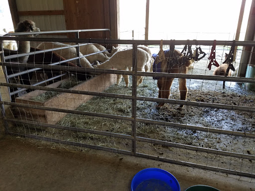 Livestock Breeder «Alpacas at Marquam Hill Ranch», reviews and photos, 35835 OR-213, Molalla, OR 97038, USA