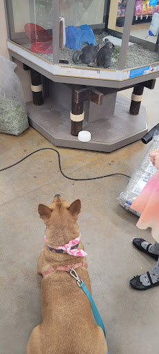 Pet Supply Store «Petco Animal Supplies», reviews and photos, 3975 Cascades Blvd #30, Kent, OH 44240, USA