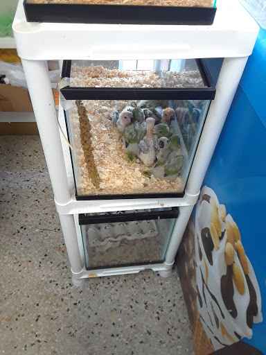 Pet Store «El Palomar Pet Shop Inc», reviews and photos, 4712 W Flagler St, Coral Gables, FL 33134, USA