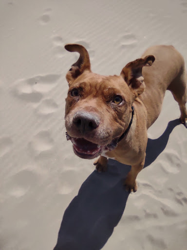 Pet Store «Pet Town», reviews and photos, 51 WA-300, Belfair, WA 98528, USA